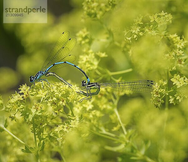 Insect love  Damselfly couple mating on a yellow flower