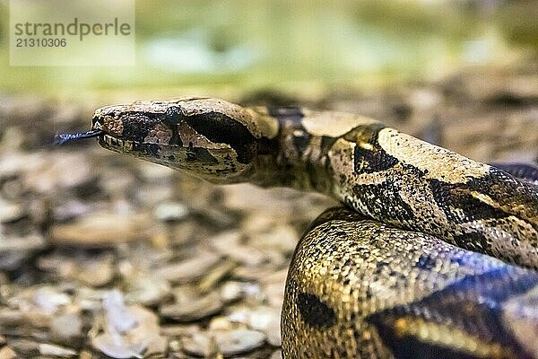 Boa constrictor  a species of large  heavy bodied snake