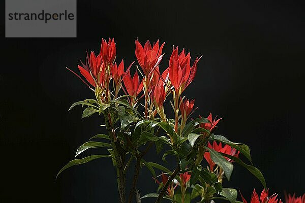 Red leaves of Pieris japonica backlit against a dark background