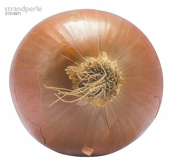 An Isolated Fresh Unpeeled Organic Onion On A White Background