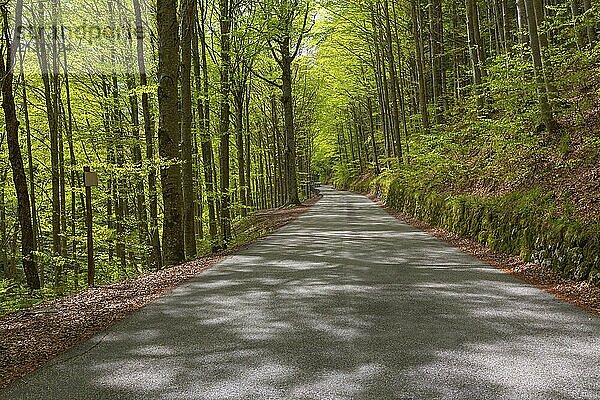 Beautiful landscape with road in spring forest at sunny day