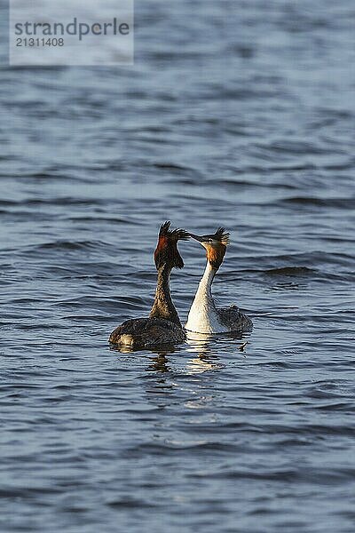 Pair of Great Crested Grebe in mating ritual