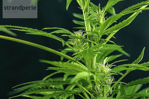 Selective focus closeup of the midsection of a female cannabis plant with three flowers  pistils sprouting from the buds over out of focus dark background