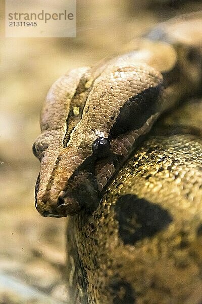 Boa constrictor  a species of large  heavy bodied snake