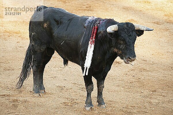 Brave bull in the bullfight arena  Raging bull ready to ram.