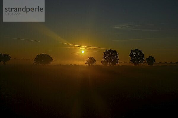 View of a landscape in the morning fog at sunrise with trees rising into the fog in autumn  Fehmarn Island  Baltic Sea coast  East Holstein  Schleswig-Holstein  Germany  Europe