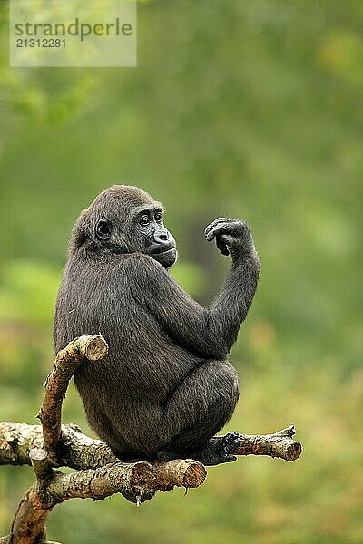 Western gorilla (Gorilla gorilla)  young animal  tree