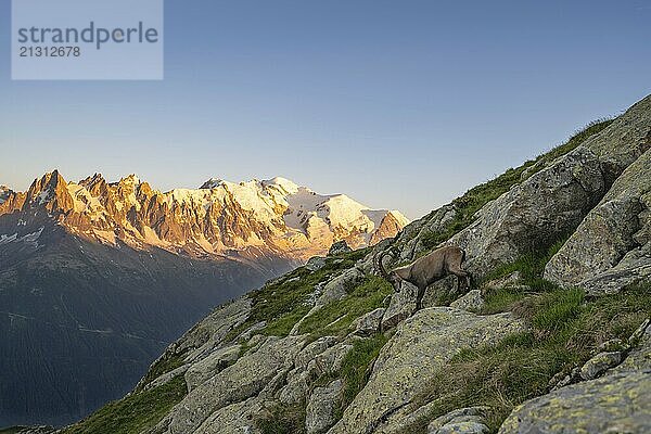 Alpine ibex (Capra ibex)  adult male  in front of a mountain panorama at sunset  Grandes Jorasses and Mont Blanc peaks  alpenglow  Mont Blanc massif  Chamonix  France  Europe