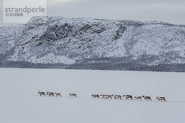 Reindeer  herd  frozen lake  mountains  winter  snow  near Kvikkjokk  Laponia  Lapland  Sweden  Europe