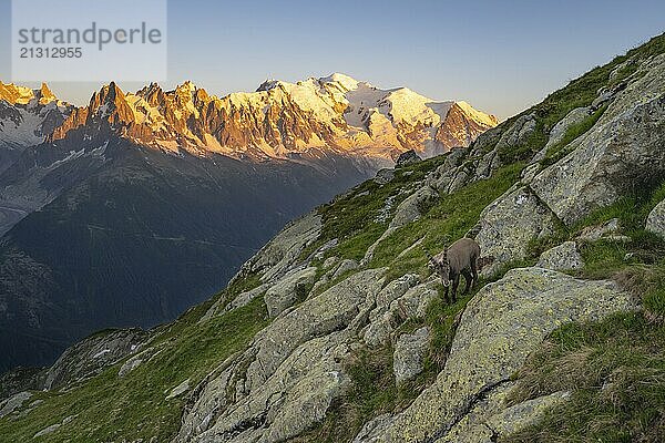 Alpine ibex (Capra ibex)  adult male  in front of a mountain panorama at sunset  Grandes Jorasses and Mont Blanc peaks  alpenglow  Mont Blanc massif  Chamonix  France  Europe