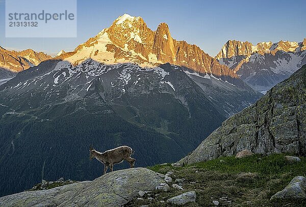 Alpine ibex (Capra ibex)  in front of a mountain panorama at sunset  mountain peaks Grandes Jorasses and Aiguille Verte  alpenglow  Mont Blanc massif  Chamonix  France  Europe