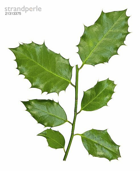 A Branch Of Holly Leaves For Christmas Isolated against a White Background