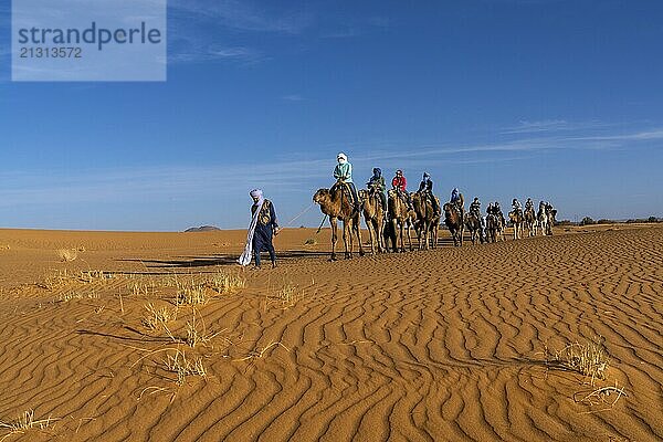 Merzouga  Morocco  9 March  2024: Berber guide leading a tourist group on a dromedary trek into the Sahara Desert in Morocco  Africa