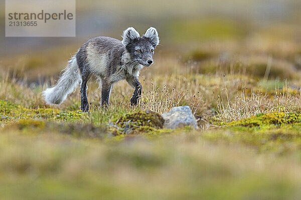 Arctic fox foraging  Arctic fox  (Alopex lagopus)  Europe  Norway  Spitsbergen  Longyearbyen  Svalbard / Spitsbergen  Norway  Europe