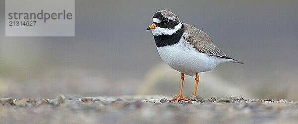 Ringed Plover  (Charadrius hiaticula)  wading bird  plover family  Longyearbyen  Svalbard Spitsbergen  Norway  Europe