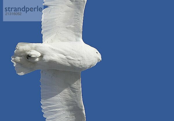 Snowy Owl in Flight winter Saskatchewan Canada