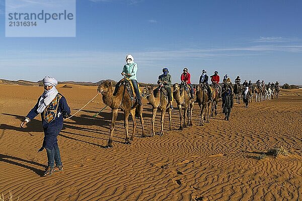 Merzouga  Morocco  9 March  2024: Berber guide leading a tourist group on a dromedary trek into the Sahara Desert in Morocco  Africa