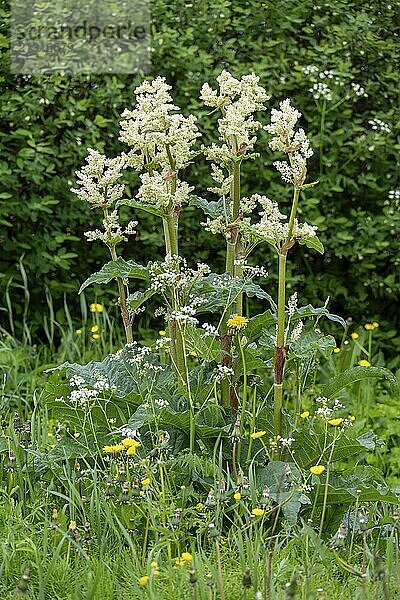 Flowering rhubarb  (Rheum rhabarbarum)  plant  food  flowers  Tromsø  Troms  Norway  Europe