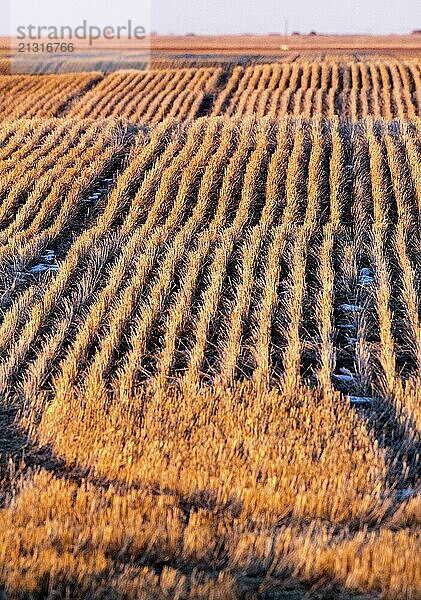 Prairie Landscape in winter Saskatchewan Canada stubble field