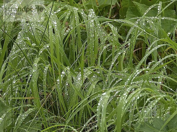 Raindrops on grass  Norway  Troms  Tromsö  Tromsø  weather  raindrops  water drops  plants  grass  reeds  Tromsö  Troms  NOR  Europe