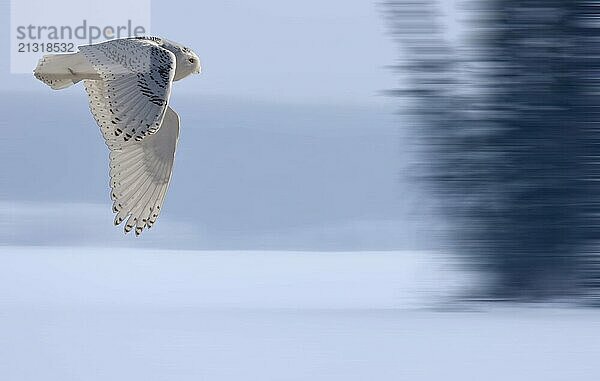 Snowy Owl in Flight winter Saskatchewan Canada