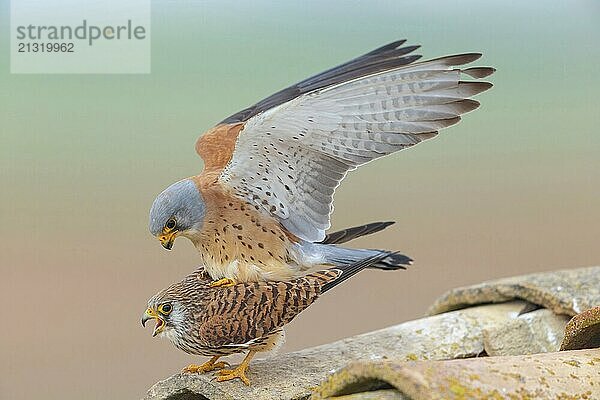 Kestrel  (Falco tinnunculus)  falcon family  falcons  male and female  mating  copula  rooftop  Hides de El Taray Lesser Kestr  Villafranca de los Caballeros  Castilla La Mancha Toledo  Spain  Europe