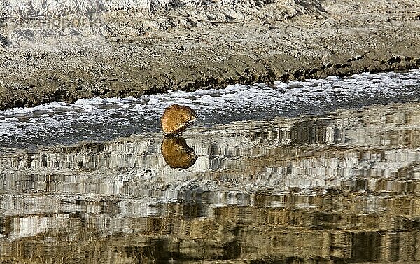 Musk Rat on Northern River sunset Saskatchewan Canada