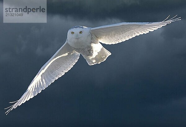 Snowy Owl in Flight winter Saskatchewan Canada