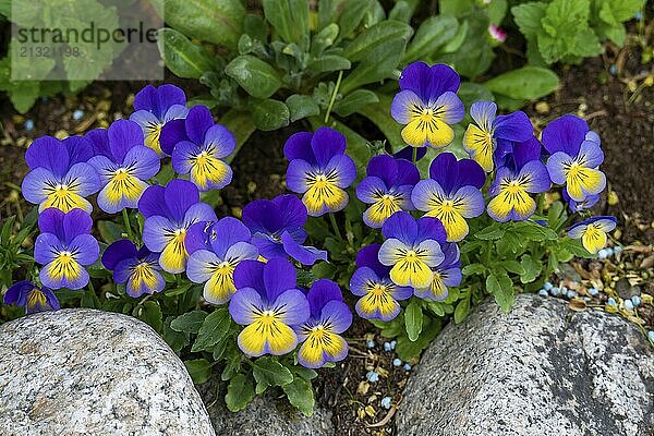 Flowering wild pansy  (Viola tricolor)  flowers  plants  blossoms  Tromsø  Troms  Norway  Europe