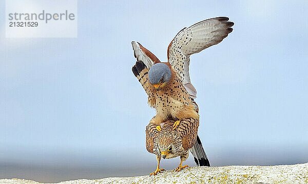 Kestrel  (Falco tinnunculus)  falcon family  falcons  copula  mating  rooftop  frontal  Hides de El Taray Lesser Kestr  Villafranca de los Caballeros  Castilla La Mancha Toledo  Spain  Europe