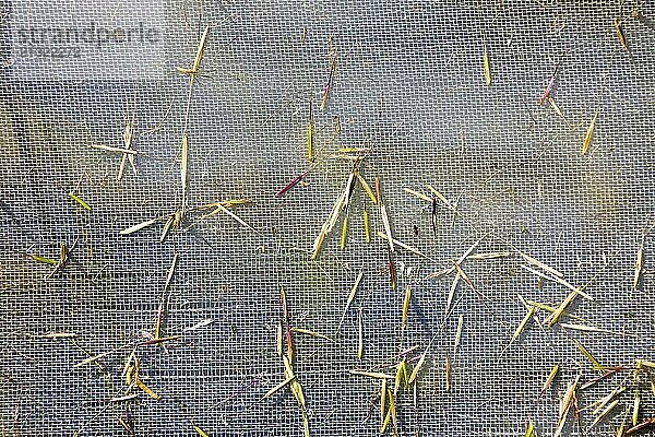 Wild Rice Harvest Saskatchewan Canada north Laronge