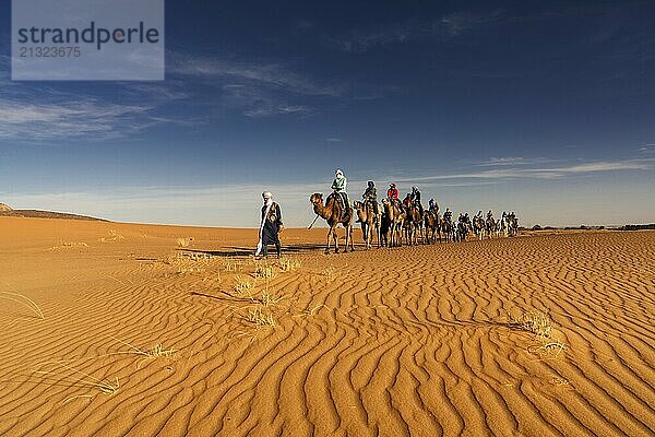 Merzouga  Morocco  9 March  2024: Berber guide leading a tourist group on a dromedary trek into the Sahara Desert in Morocco  Africa