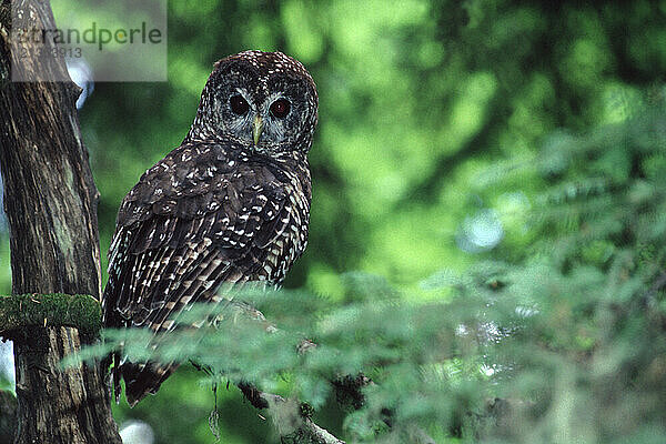 A Northern Spotted Owl in a tree in the Olympic National Forest in Washington.