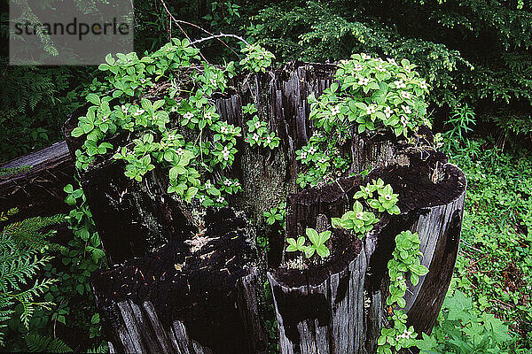 Bunchberry in an old growth forest in the Mount Hood National Forest in Oregon.