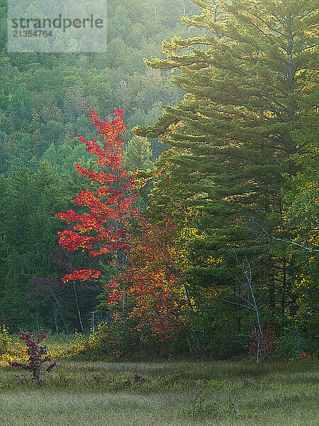 Red Maple (Acer rubrum) foliage is striking in contrast to the evergreen trees on the edge of Lemon Stream Bog in New Vineyard  Maine.