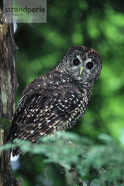 A Northern Spotted Owl in a tree in the Olympic National Forest in Washington.