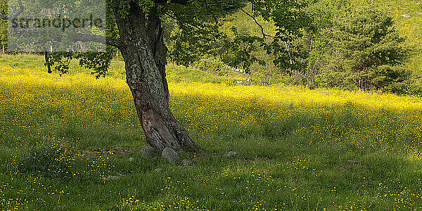 Sunlit buttercups (Ranunculus sceleratus) grow in profusion in field of apple trees on State Route 156 at Kennedy's Corner in North Jay  Maine