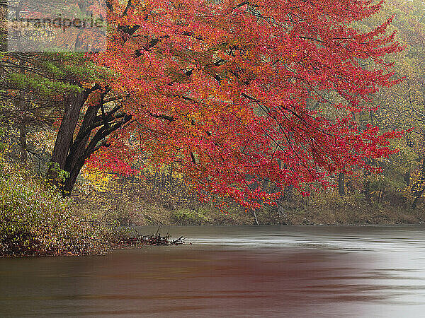 Red Maple tree (Acer rubrum) on the banks of the Carrabassett River in New Portland  Maine is rendered softly against muted background during rainstorm.