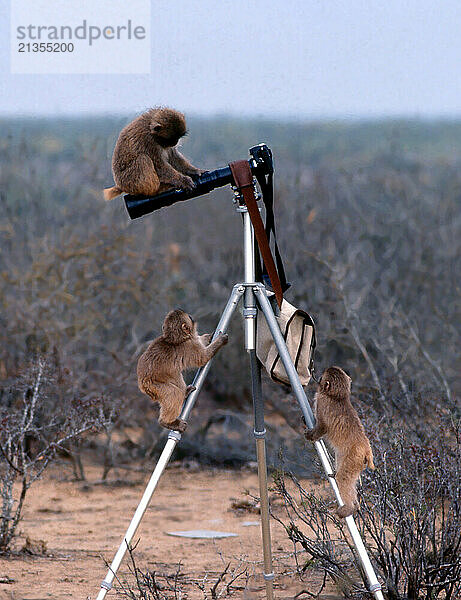 Japanese Snow Monkeys try to figure out photography.