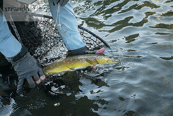 A hand gently holds a trout in a net in water.