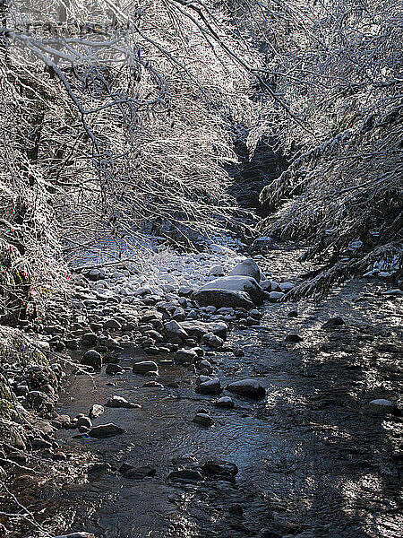 The backlit trees are covered in ice along Poplar Stream in Carrabassett Valley  Maine.