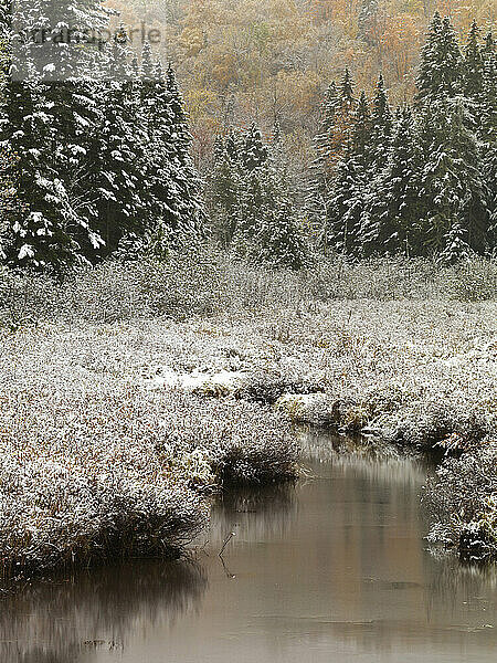 Early season snowfall obscures fall foliage at small drainage outlet from Hedgehog Hill near Stratton  Maine.