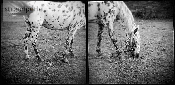 Spotted Horse Diptych