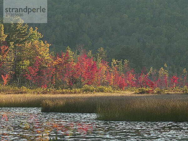 Backlit red maple (Acer rubrum) foliage on the edge of Lemon Stream Bog is striking in contrast to the evergreen trees in New Vineyard  Maine.