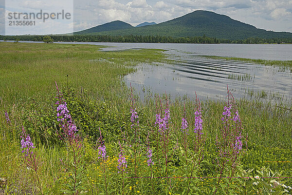 Blossoming fireweed (Epilobium angustifolium) grows along the shore of Flagstaff Lake below the Bigelow Mountain Range in Stratton  Maine