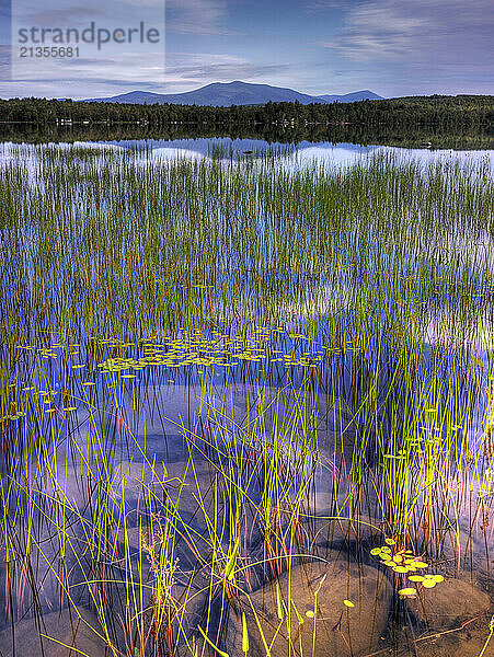 Western Maine mountains and bright  green reeds and lily pads are reflected on Porter Lake in New Vineyard  Maine.