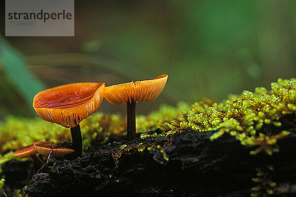 On a rainy morning an orange mushroom (Mycena) glows brightly.