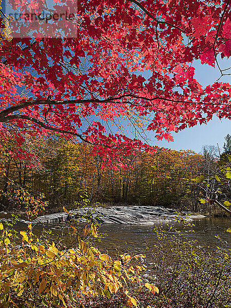 Red and yellow foliage frame a rock outcrop on the Carrabassett River in Kingfield  Maine.