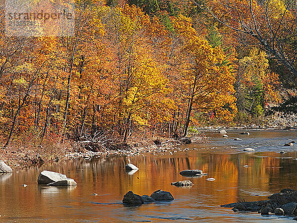 Yellow and orange foliage is reflected in the Carrabassett River in Kingfield  Maine.