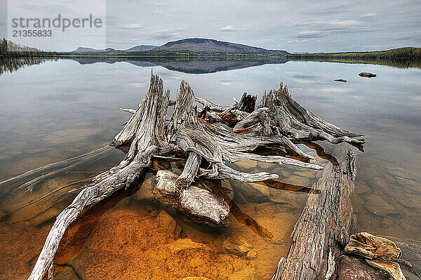 A decaying stump in Flagstaff Lake is a remnant from the construction of the Long Falls Dam in western Maine.